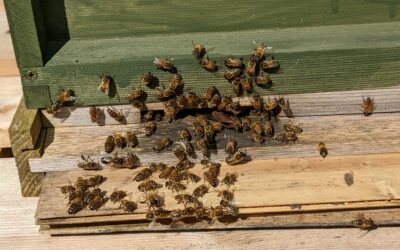 Honeybees at Abercamlais